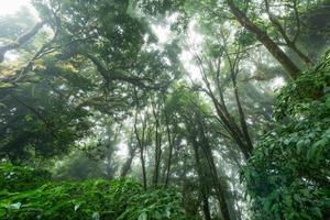 Beautiful rain forest or montain forest at ang ka nature trail in doi inthanon photo