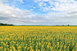 Beautiful sunflower flower blooming in sunflowers field on blue sky. photo