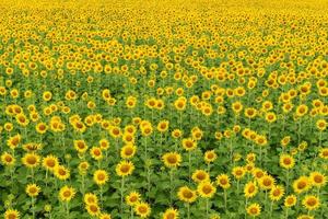 Beautiful sunflower flower blooming in sunflowers field. Popular tourist attractions of Lopburi province. flower field photo