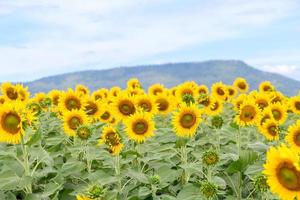 Beautiful sunflower flower blooming in sunflowers field.  flower field on winter season photo