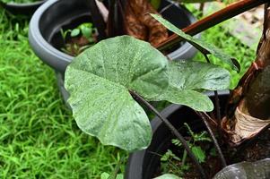 hojas de taro expuestas a gotas de agua. de cerca foto