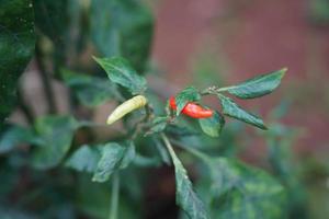 Chilli pepper growing in nature on the chili plant tree or bush photo