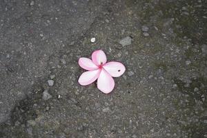 orchid flowers are on the floor photo