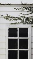 A white vintage window with black glass with vines plant on a wooden wall photo