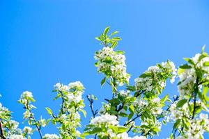 Blooming apple tree branch in garden on blue sky background. Spring cherry flowers close up. photo