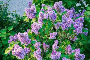 Lilac flowers in spring. A large bush with purple buds. photo