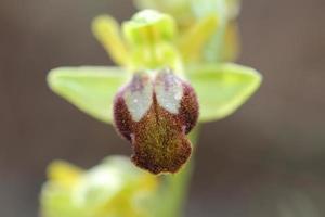 Wild orchid flower blossom close up botanical background ophrys fusca family orchidaceae high quality big size print photo