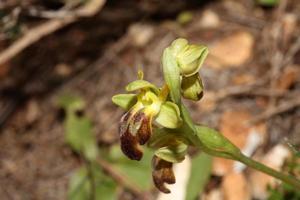 Wild orchid flower blossom close up botanical background ophrys fusca family orchidaceae high quality big size print photo