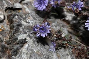 Blue wild flower blossom close up botanical background globularia alypum family plantaginaceae big size high quality instant print photo