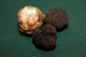 White and black truffles mushroom close up background botanical prints tuber magnatum aestivum family tuberaceae big size high quality picture photo