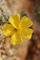 Yellow flower blossom close up background fumana arabica family cistaceae botanical big size high quality prints photo