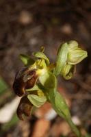 Wild orchid flower blossom close up botanical background ophrys fusca family orchidaceae high quality big size print photo