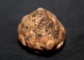 White truffle mushroom close up background botanical prints tuber magnatum family tuberaceae big size high quality picture photo