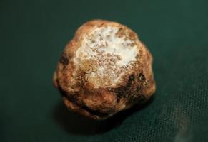 White truffle mushroom close up background botanical prints tuber magnatum family tuberaceae big size high quality picture photo