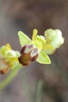 salvaje orquídea flor florecer cerca arriba botánico antecedentes ophrys fusca familia orquídeas alto calidad grande Talla impresión foto