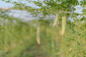 Fresh bitter gourd or bitter melon growth on tree in organic vegetable farm photo