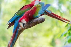 grupo de vistoso guacamayo en ramas foto