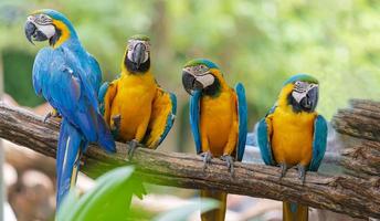 Group of colorful macaw on branches photo