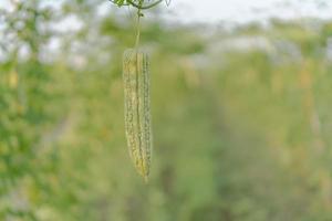 Fresh bitter gourd or bitter melon growth on tree in organic vegetable farm photo