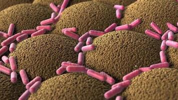 bacterias en el microvellosidades superficie de digestivo sistema. 3d animación video