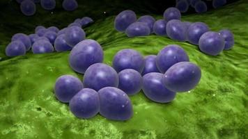 Microscopic visualization of staphylococcus multiplication video