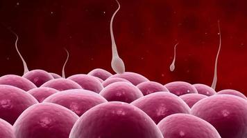 microscópico visualização do esperma liberando núcleo video