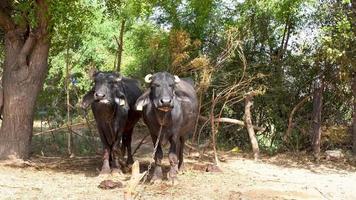 indiano Vila dois búfalo durante verão video