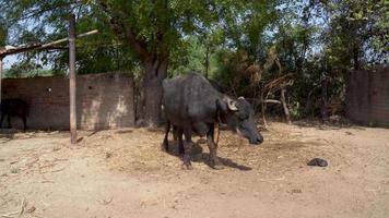 indian village buffalo video