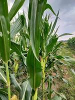 sweet corn in the fields photo
