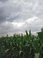 dulce maíz en el campos foto