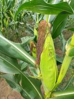 sweet corn in the fields photo