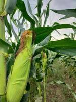 dulce maíz en el campos foto