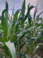 sweet corn in the fields photo