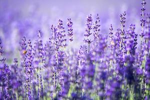 campo de lavanda en italia foto