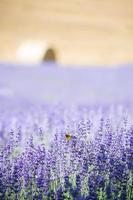 campo de lavanda en italia foto