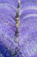 Lavender field in Italy photo