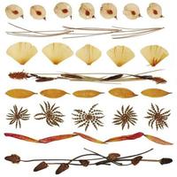 Dried plants and petals. Herbarium from isolated elements. Botanical composition photo