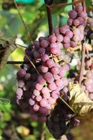 photo of bunch of ripe red grapes on the vine