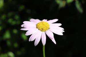 photo of flower persian chamomile