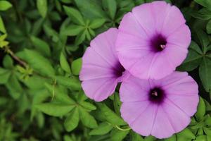 A bright purple morning glory in a garden covered with fresh green foliage. photo