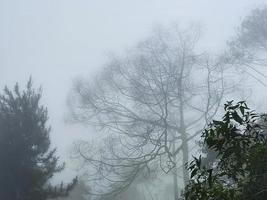 un seco árbol en el niebla terminado el montaña. foto