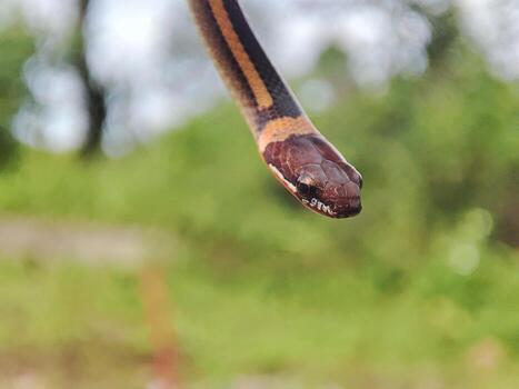 serpiente con el latín nombre coniofanes colgante. foto