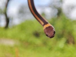 serpiente con el latín nombre coniofanes colgante. foto