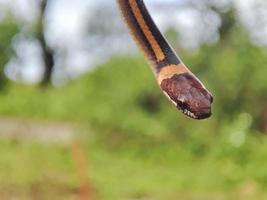 serpiente con el latín nombre coniofanes colgante. foto