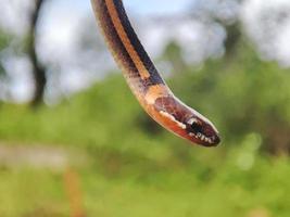 snake with the Latin name Coniophanes hanging. photo