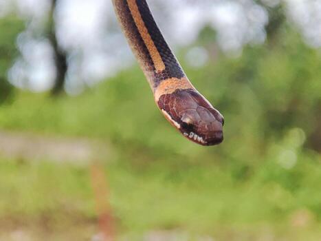 serpiente con el latín nombre coniofanes colgante. foto