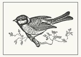 Monochrome tit bird on the branch linear poster. Illustration of small bird in black vector