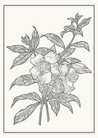 Exotic Allamanda flower branch monochrome poster. Botanical illustration in engraving style. vector