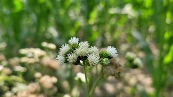 étrange formes de la nature gratuit Télécharger video