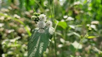 strano le forme di natura gratuito Scarica video